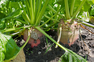 View into a Fodder beet field, close-up of Fodder beets