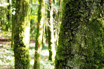 Ecorce d'un arbre dans la forêt