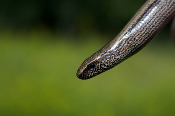 Fototapeta premium Close up of slow worm with green background