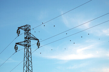 Oiseaux posés sur un poteau électrique