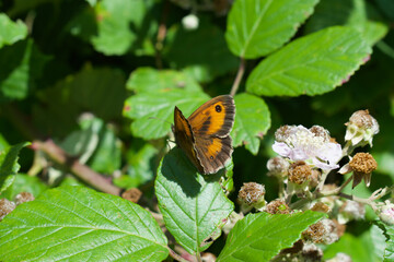 Gatekeeper butterfly perched on a leaf in the sun, UK