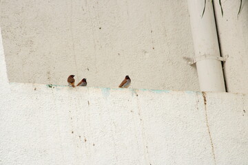 Red headed Finch sitting near building