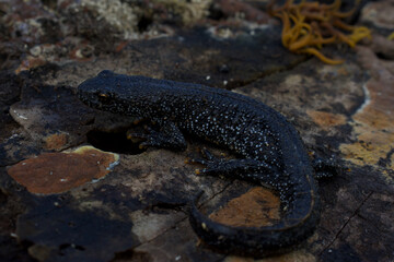 Female great crested newt camouflaged on moist log