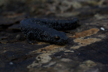 Female great crested newt camouflaged on moist log