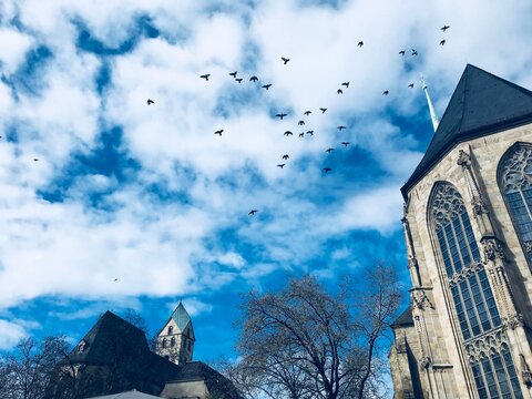 heaven church birds