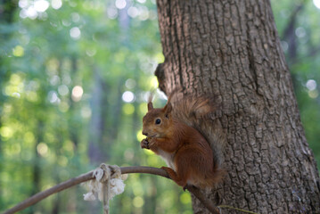 squirrel in the park sits on a tree branch