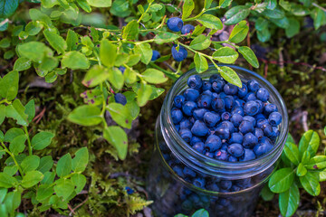 Top view of glass jar filled with wild blueberries in the forest.