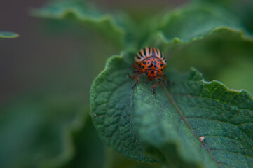 one adult colorado beetle sitting on a young green foliage of a potato, spring, closeup