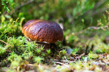 Edible boletus mushroom close up shoot in forest