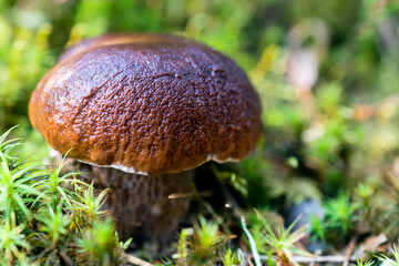Edible boletus mushroom close up shoot in forest