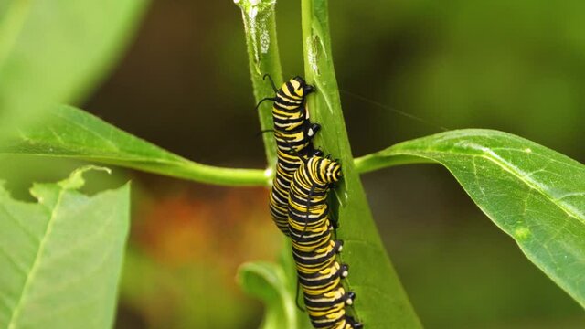 Close up of Monarch butterfly caterpillar sitting on leafs
