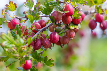 Ripe red gooseberries hang on a branch