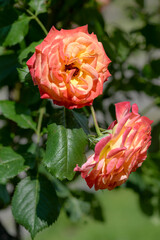 red and yellow rose flowers in garden