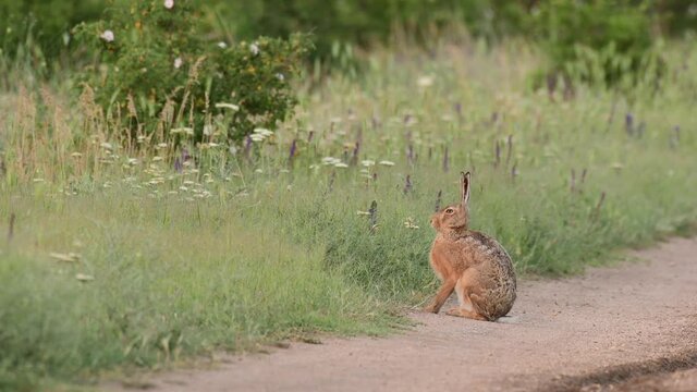 European hare is sitting on the edge of the road. Lepus europaeus