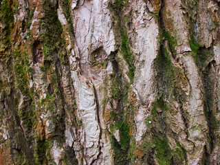 Close-up of old tree brown bark with moss.Abstract nature background