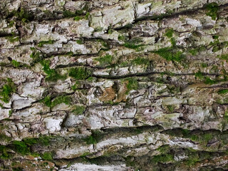 Embossed bark of tree with green moss.Close-up of tree trunk surface
