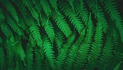 Beautiful leaves of fern. Natural background with selective focus. Close-up of deep green leaves wallpaper, low key photography