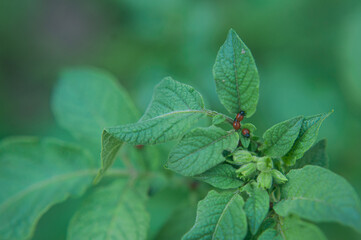  many small Colorado potato beetle larvae eat potato leaves