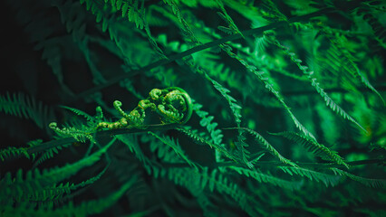 Close-up of dark green fern leaves with selected focus and blurred background.Young fern leaf. Fresh tropical foliage, abstract wallpaper. Deep green leaves,low-key photography
