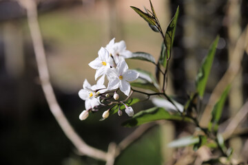 Star Jasmine (Trachelospermum jasminoides) in flower, South Australia