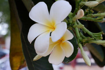 frangipani flower in thailand