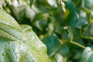 There are many drops of water on a large leaf of a juicy green color against a background of defocused greenery.