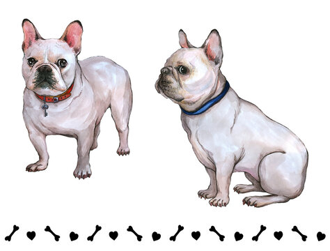 Pets - Lovely watercolor dogs French Bulldog with a red and blue collar.