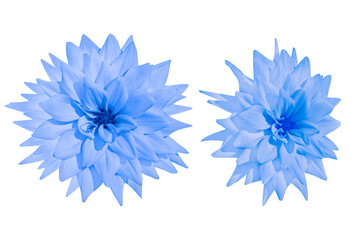 Couple of blue dahlia flowers isolated on white background