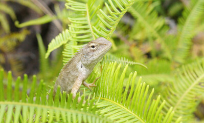 tropical brown chameleon