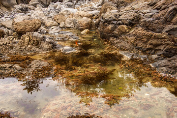 Beautiful green seaweed algae mossy  background sand wave,island and blue sky.