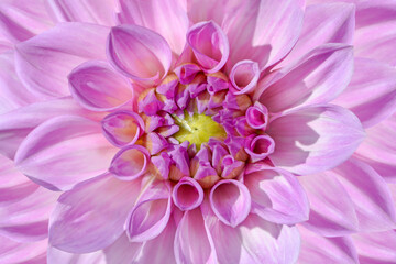 close up of violet dahlia flower