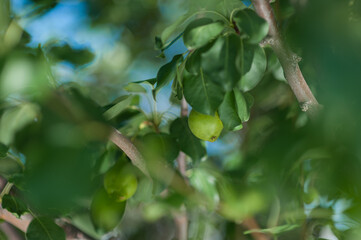 pear on the tree. homemade pear. pear tree