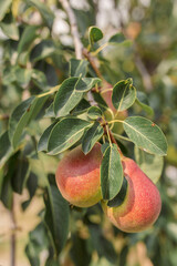 Beautiful natural pears weigh on the pear tree, twigs and leaves. Healthy organic pears. Pear on a branch. The pear is growing on the tree.