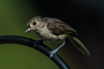 black headed sparrow