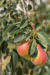 Beautiful natural pears weigh on the pear tree, twigs and leaves. Healthy organic pears. Pear on a branch. The pear is growing on the tree.