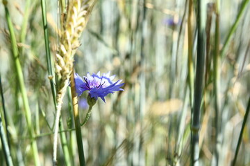 Wild flowers - blue cornflowers on the meadow
