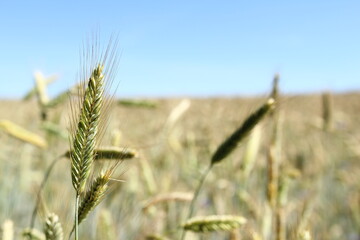Rye - Cultivation of cereals - grain on the blue sky