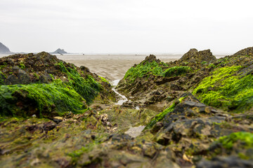 Beautiful green seaweed algae mossy  background sand wave,island and blue sky.