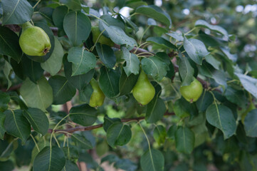 pear on the tree. homemade pear. pear tree