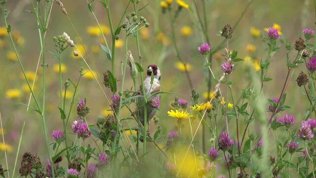 European goldfinch (Carduelis carduelis). Goldfinch bird eats fresh plant seeds. Blooming summer meadow