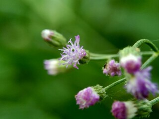 Cirsium vulgare (spear thistle, bull thistle, common thistle) the exotic flower with a natural background