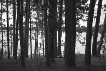Black and White Pine Trees and Lake