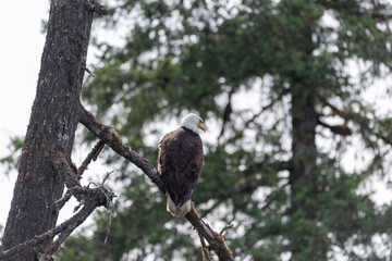 Bald eagle sitting in a tree scouting the surroundings  near Sproat Lake in Canada