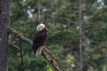 Baldeagle sitting in a tree cleaning it's feathers near Sproat Lake in Canada