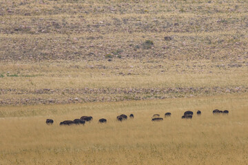Fototapeta na wymiar Herd of Bison on Antelope Island Utah