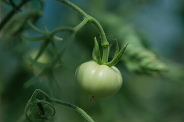  Tomatoes on a branch of a bush in a greenhouse