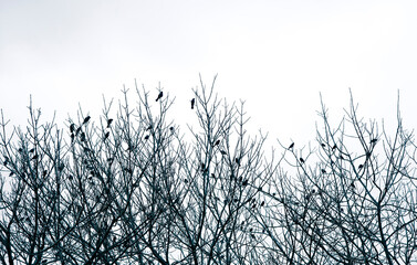 Silhouette of birds perched on leafless tree branches