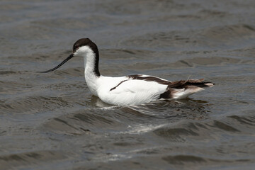 Avocette élégante, Recurvirostra avosetta, Pied Avocet