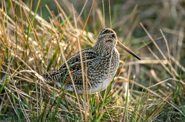 Bécassine des marais,.Gallinago gallinago, Common Snipe