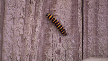 Cinnabar Moth Caterpillar